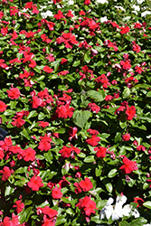 Titan Dark Red Vinca (Catharanthus roseus 'Titan Dark Red') at The Green Spot Home & Garden