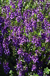 Archangel Dark Purple Angelonia (Angelonia angustifolia 'Archangel Dark Purple') at The Green Spot Home & Garden