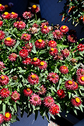 Mohave Dark Red Strawflower (Bracteantha bracteata 'KLEBB16011') at The Green Spot Home & Garden
