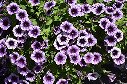 Headliner Blackberry Vein Petunia (Petunia 'KLEPH22641') at The Green Spot Home & Garden