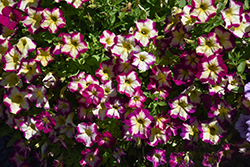 Headliner Banana Cherry Petunia (Petunia 'KLEPH20425') at The Green Spot Home & Garden