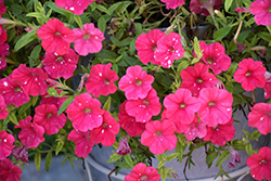 HeadlinerStrawberry Sky Petunia (Petunia 'KLEPH22668') at The Green Spot Home & Garden