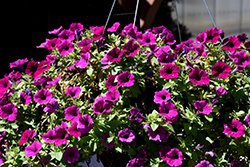 Headliner Electric Purple Sky Petunia (Petunia 'KLEPH20513') at The Green Spot Home & Garden