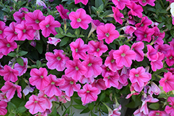 Headliner Lipstick Petunia (Petunia 'KLEPH17318') at The Green Spot Home & Garden