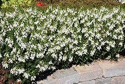 Archangel White Angelonia (Angelonia angustifolia 'Balarcwite') at The Green Spot Home & Garden
