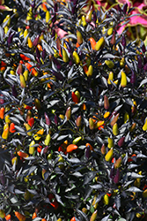 Midnight Fire Ornamental Pepper (Capsicum annuum 'Midnight Fire') at The Green Spot Home & Garden