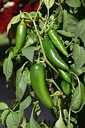 Pot-a-Peno Pepper (Capsicum annuum 'Pot-a-Peno') at The Green Spot Home & Garden