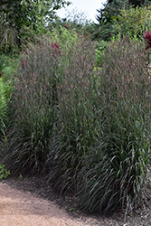 Holy Smoke Bluestem (Andropogon gerardii 'Holy Smoke') at The Green Spot Home & Garden