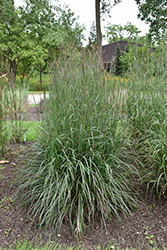 Blackhawks Bluestem (Andropogon gerardii 'Blackhawks') at The Green Spot Home & Garden