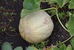 Ball 2076 Cantaloupe (Cucumis melo var. cantalupensis 'Ball 2076') at The Green Spot Home & Garden