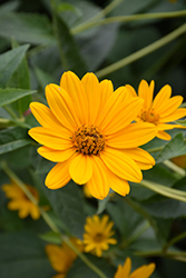 False Sunflower (Heliopsis helianthoides) at The Green Spot Home & Garden