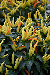 Chilly Chili Ornamental Pepper (Capsicum annuum 'Chilly Chili') at The Green Spot Home & Garden