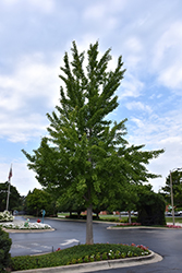 Ginkgo (Ginkgo biloba) at The Green Spot Home & Garden