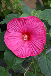 Luna Rose Hibiscus (Hibiscus moscheutos 'Luna Rose') at The Green Spot Home & Garden