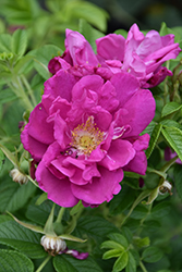 Purple Pavement Rose (Rosa 'Purple Pavement') at The Green Spot Home & Garden