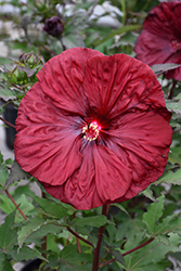 Blackberry Merlot Hibiscus (Hibiscus 'Blackberry Merlot') at The Green Spot Home & Garden