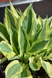 Yellow Polka Dot Bikini Hosta (Hosta 'Yellow Polka Dot Bikini') at The Green Spot Home & Garden