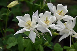 Earlybird White Columbine (Aquilegia 'PAS1258490') at The Green Spot Home & Garden