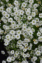 Gypsy White Baby's Breath (Gypsophila muralis 'Gypsy White') at The Green Spot Home & Garden