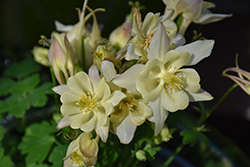 Earlybird Yellow Columbine (Aquilegia 'PAS1258489') at The Green Spot Home & Garden