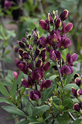 Burgundy Blast False Indigo (Baptisia 'Burgundy Blast') at The Green Spot Home & Garden