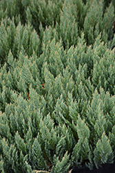 Blue Forest Juniper (Juniperus sabina 'Blue Forest') at The Green Spot Home & Garden