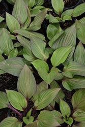 First Blush Hosta (Hosta 'First Blush') at The Green Spot Home & Garden