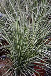 Lightning Strike Variegated Reed Grass (Calamagrostis x acutiflora 'Lightning Strike') at The Green Spot Home & Garden