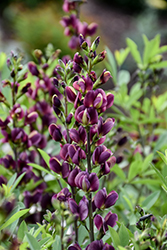 Burgundy Blast False Indigo (Baptisia 'Burgundy Blast') at The Green Spot Home & Garden