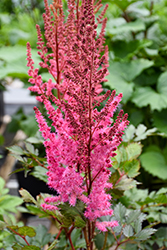 Mighty Chocolate Cherry Chinese Astilbe (Astilbe chinensis 'Mighty Chocolate Cherry') at The Green Spot Home & Garden