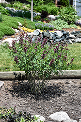 Burgundy Blast False Indigo (Baptisia 'Burgundy Blast') at The Green Spot Home & Garden