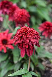 Double Scoop Strawberry Deluxe Coneflower (Echinacea 'Balscawbux') at The Green Spot Home & Garden