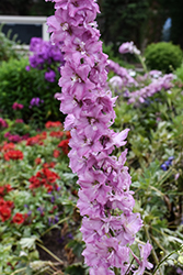 Delgenius Chantay Larkspur (Delphinium 'Chantay') at The Green Spot Home & Garden