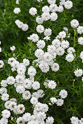 Peter Cottontail Yarrow (Achillea ptarmica 'Peter Cottontail') at The Green Spot Home & Garden