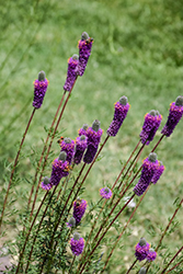 Purple Prairie Clover (Dalea purpurea) at The Green Spot Home & Garden