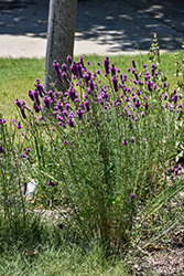 Purple Prairie Clover (Dalea purpurea) at The Green Spot Home & Garden