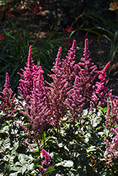 Visions Volcano Astilbe (Astilbe chinensis 'Visions Volcano') at The Green Spot Home & Garden