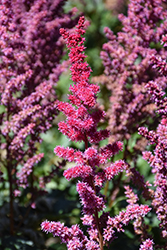 Visions Volcano Astilbe (Astilbe chinensis 'Visions Volcano') at The Green Spot Home & Garden