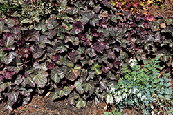 Northern Exposure Silver Coral Bells (Heuchera 'TNHEUNES') at The Green Spot Home & Garden