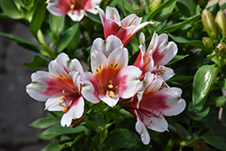 Inca Lucky Alstroemeria (Alstroemeria 'Koncalucky') at The Green Spot Home & Garden