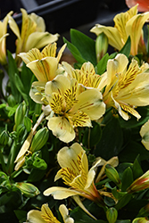 Inca Rio Alstroemeria (Alstroemeria 'Koncario') at The Green Spot Home & Garden