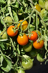 Tumbler Tomato (Solanum lycopersicum 'Tumbler') at The Green Spot Home & Garden