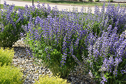 Blue Wild Indigo (Baptisia australis) at The Green Spot Home & Garden