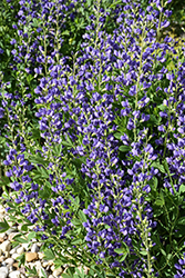 Blue Wild Indigo (Baptisia australis) at The Green Spot Home & Garden