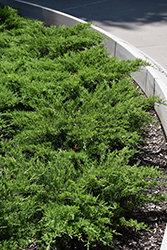 Broadmoor Juniper (Juniperus sabina 'Broadmoor') at The Green Spot Home & Garden