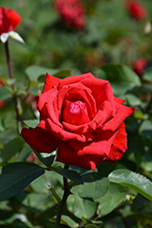 Eleganza Grande Amore Rose (Rosa 'KORcoluma') at The Green Spot Home & Garden