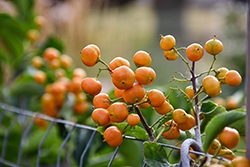 Autumn Revolution American Bittersweet (Celastrus scandens 'Bailumn') at The Green Spot Home & Garden