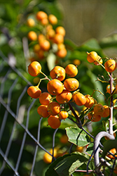 Autumn Revolution American Bittersweet (Celastrus scandens 'Bailumn') at The Green Spot Home & Garden