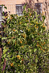 Autumn Revolution American Bittersweet (Celastrus scandens 'Bailumn') at The Green Spot Home & Garden